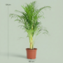 Dypsis Lutescens Areca - Pot de 21cm - Hauteur 90 - 100cm
