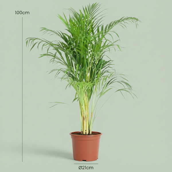 Dypsis Lutescens Areca - Pot de 21cm - Hauteur 90 - 100cm
