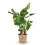 Monstera Deliciosa - Le géant tropical fenêtré