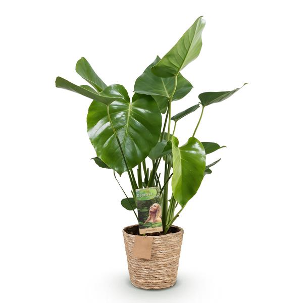Monstera Deliciosa - Le géant tropical fenêtré