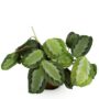 Maranta Fascinator Silverband