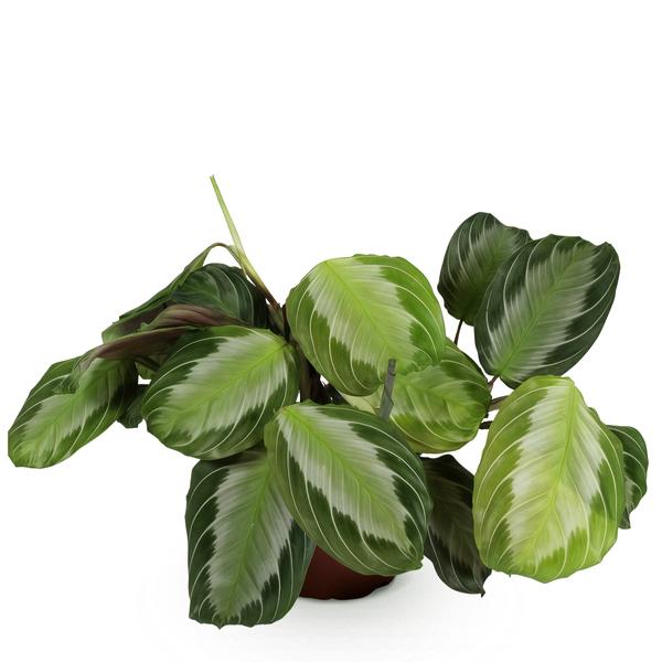 Maranta Fascinator Silverband