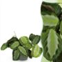 Maranta Fascinator Silverband