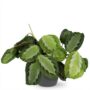 Maranta Fascinator Silverband