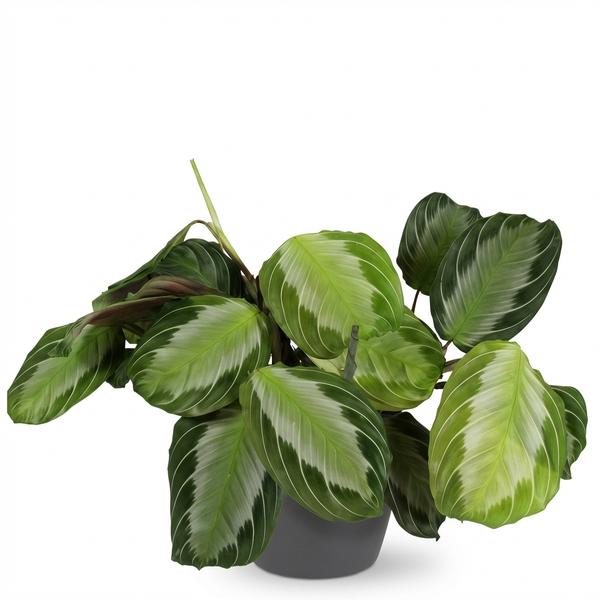 Maranta Fascinator Silverband