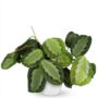 Maranta Fascinator Silverband
