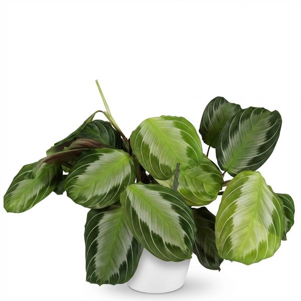 Maranta Fascinator Silverband