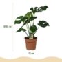 Monstera Deliciosa - Le géant tropical fenêtré