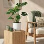 Monstera Deliciosa - Le géant tropical fenêtré