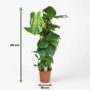 monstera deliciosa avec tuteur