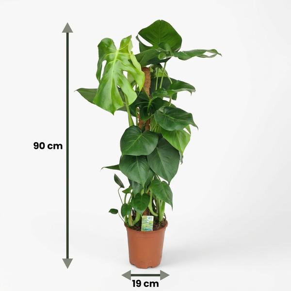 monstera deliciosa avec tuteur