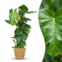 monstera deliciosa avec tuteur