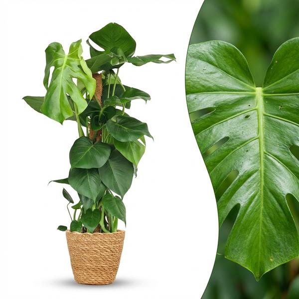 monstera deliciosa avec tuteur