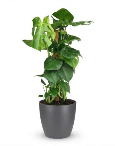 monstera deliciosa avec tuteur