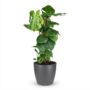 monstera deliciosa avec tuteur