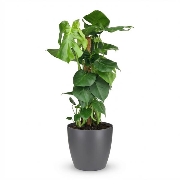 monstera deliciosa avec tuteur