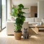 monstera deliciosa avec tuteur