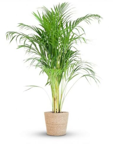 Dypsis Lutescens Areca - Pot de 21cm - Hauteur 90 - 100cm