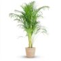 Dypsis Lutescens Areca - Pot de 21cm - Hauteur 90 - 100cm