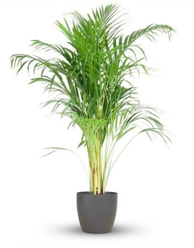 Dypsis Lutescens Areca - Pot de 21cm - Hauteur 90 - 100cm