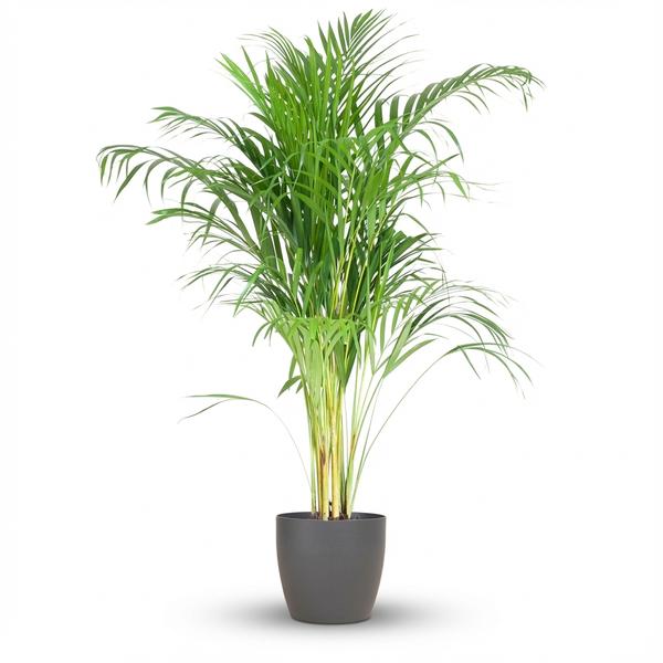 Dypsis Lutescens Areca - Pot de 21cm - Hauteur 90 - 100cm