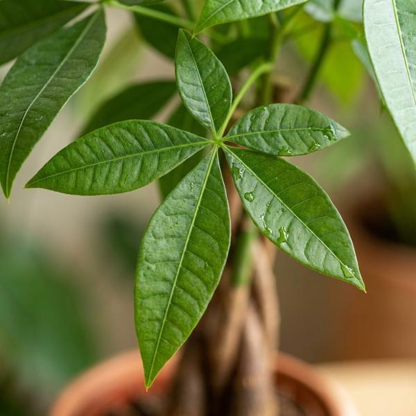 Pachira Aquatica - Arbre à argent - Pot de 12cm