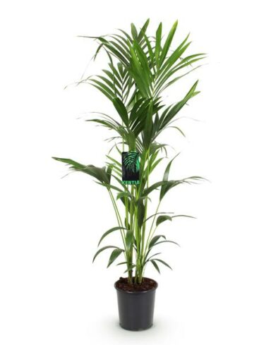 Howea Forsteriana - Kentia Palm - Pot de 24cm - Hauteur 140-150cm