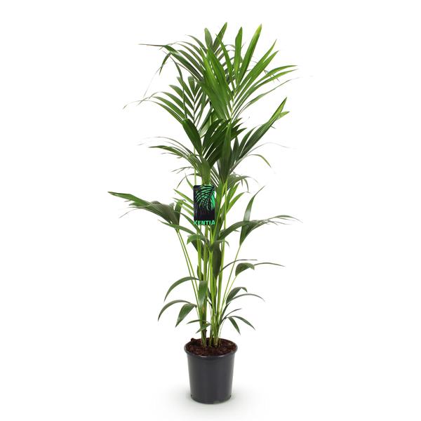Howea Forsteriana – Palmier Kentia – Pot 24cm – H 140-150cm