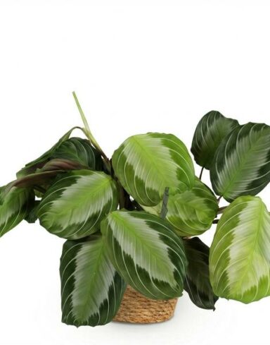 Maranta Fascinator Silverband