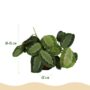 Maranta Fascinator Silverband