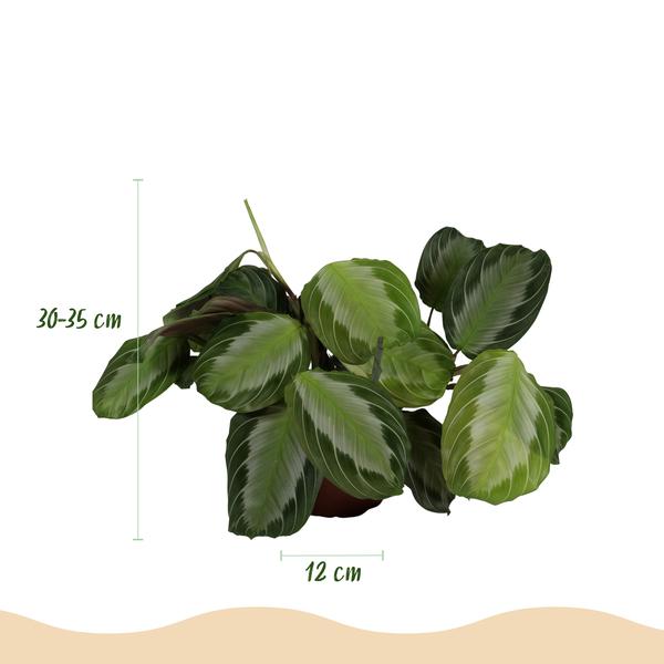 Maranta Fascinator Silverband