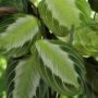 Maranta Fascinator Silverband