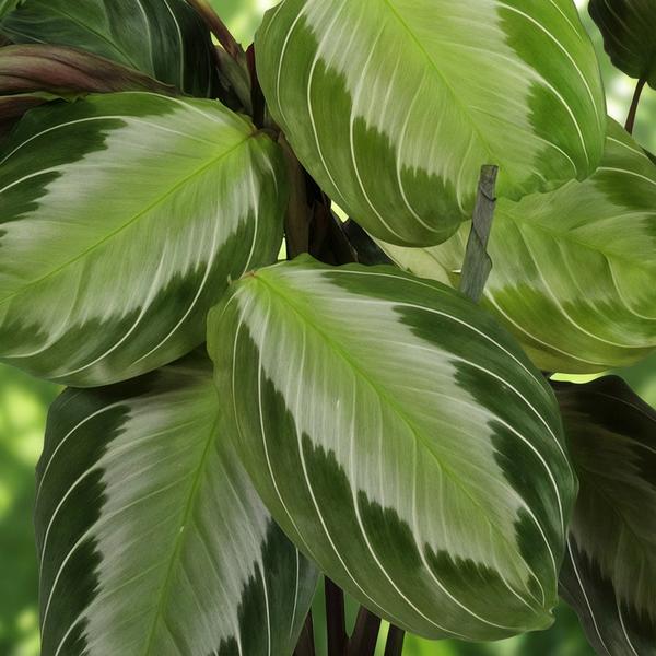 Maranta Fascinator Silverband