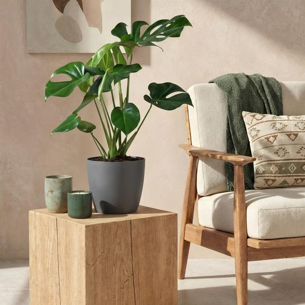 Monstera Deliciosa - Le géant tropical fenêtré