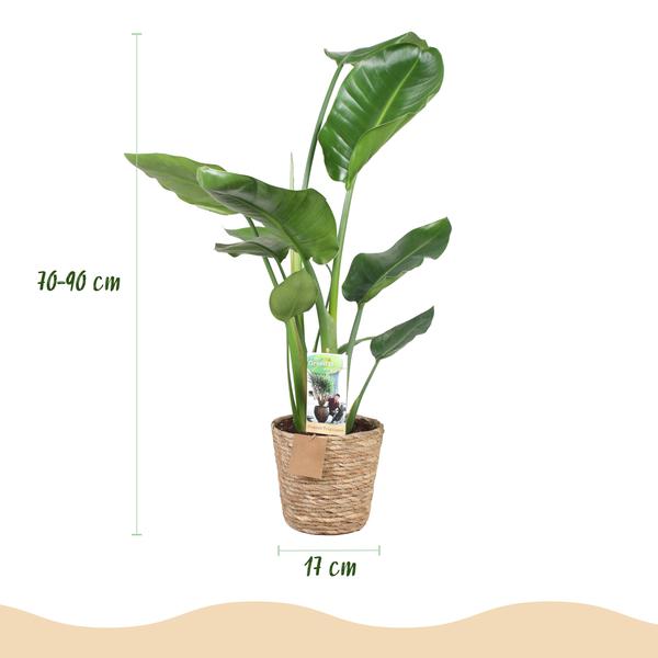 Strelitzia Nicolai
