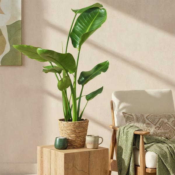Strelitzia Nicolai