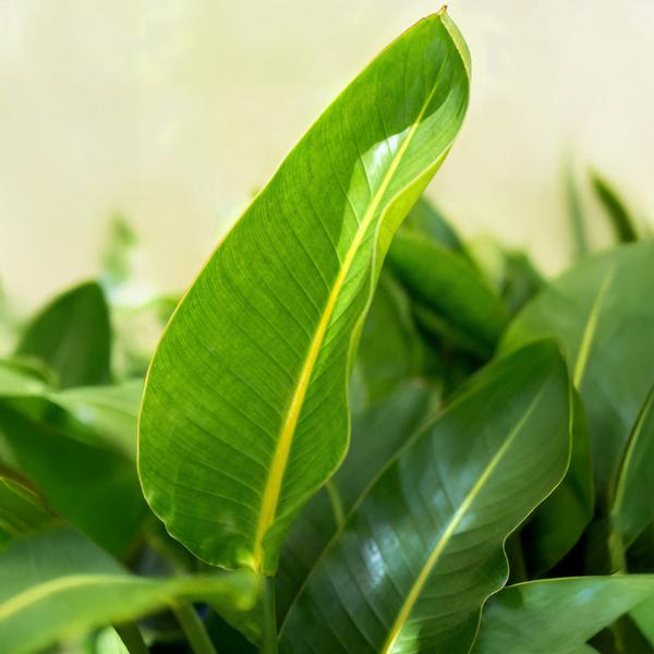 Strelitzia Nicolai