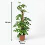 Monstera Minima avec tuteur - Monstera Rhaphidophora tetrasperma - Pot de 19cm - Hauteur 90cm