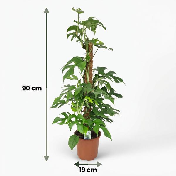 Monstera Minima avec tuteur - Monstera Rhaphidophora tetrasperma - Pot de 19cm - Hauteur 90cm