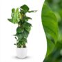 Monstera Deliciosa avec tuteur - Pot de 19cm - Hauteur 90cm