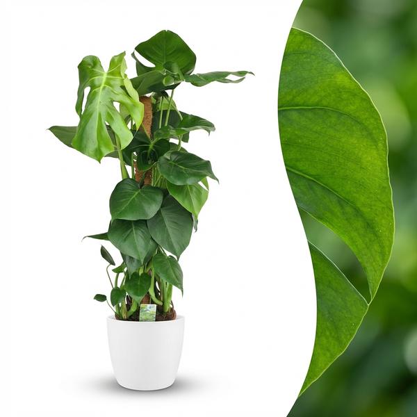 Monstera Deliciosa avec tuteur - Pot de 19cm - Hauteur 90cm