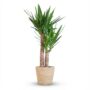 Yucca Elephantipes - Pot de 21cm - Hauteur 80 - 90cm