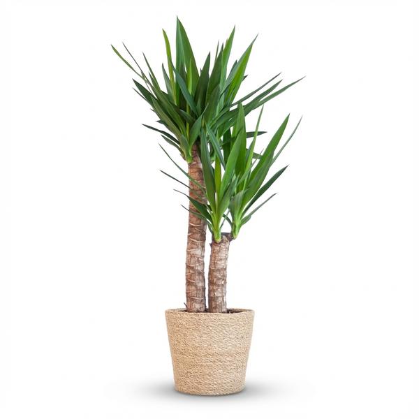 Yucca Elephantipes - Pot de 21cm - Hauteur 80 - 90cm