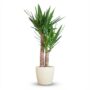Yucca Elephantipes - Pot de 21cm - Hauteur 80 - 90cm