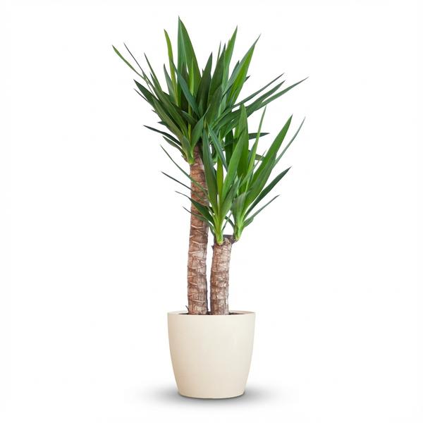 Yucca Elephantipes - Pot de 21cm - Hauteur 80 - 90cm