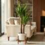 Yucca Elephantipes - Pot de 21cm - Hauteur 80 - 90cm