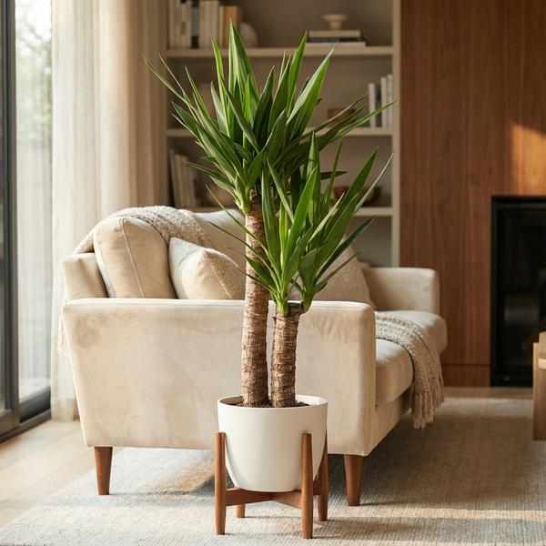 Yucca Elephantipes - Pot de 21cm - Hauteur 80 - 90cm