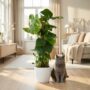 Monstera Deliciosa avec tuteur - Pot de 19cm - Hauteur 90cm
