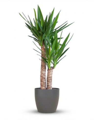 Yucca Elephantipes - Pot de 21cm - Hauteur 80 - 90cm