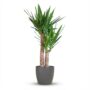 Yucca Elephantipes - Pot de 21cm - Hauteur 80 - 90cm